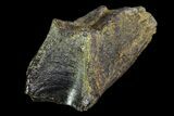 Partial Triceratops Tooth - South Dakota #87046-1